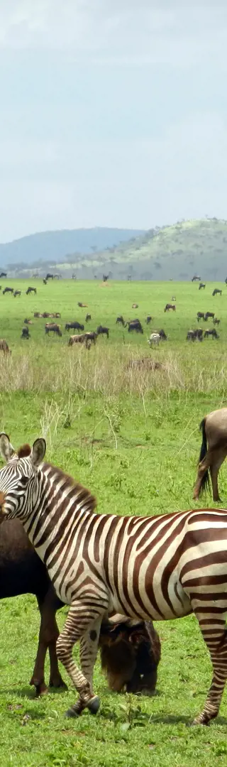 Serengeti Nationalpark